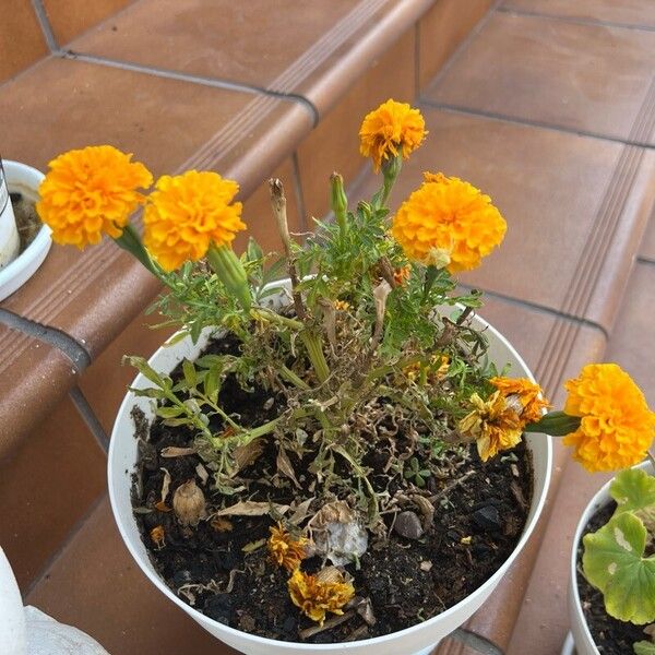 Tagetes erecta Blomst