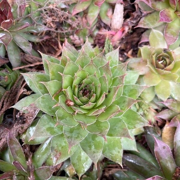 Sempervivum tectorum List