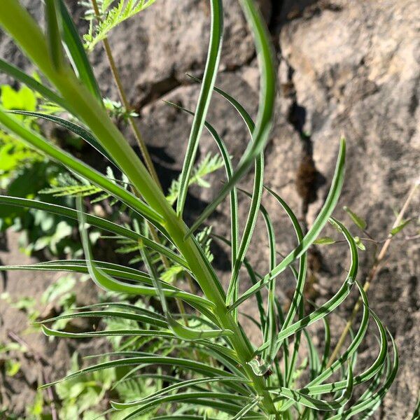 Lilium pomponium Leaf