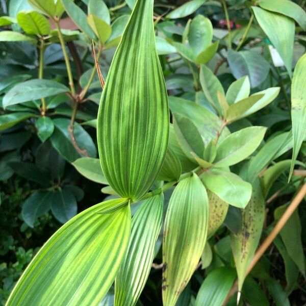 Sobralia macrantha cv. 'Alba' Leaf