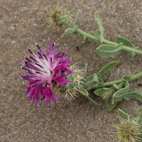 Centaurea sphaerocephala 花