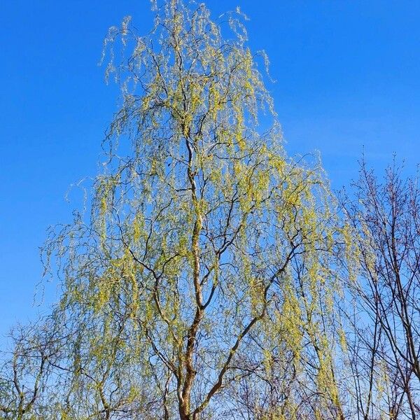 Salix babylonica ശീലം