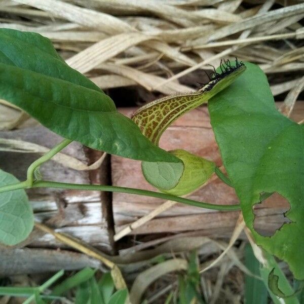 Aristolochia pilosa Bloem