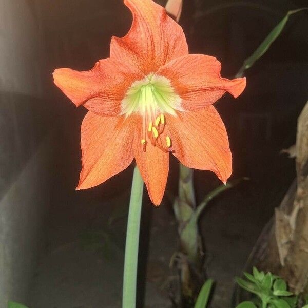 Hippeastrum puniceum Kvet