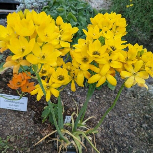 Ornithogalum dubium Hàbitat