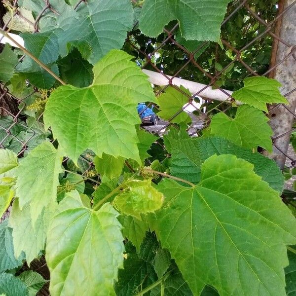 Vitis vulpina Leaf