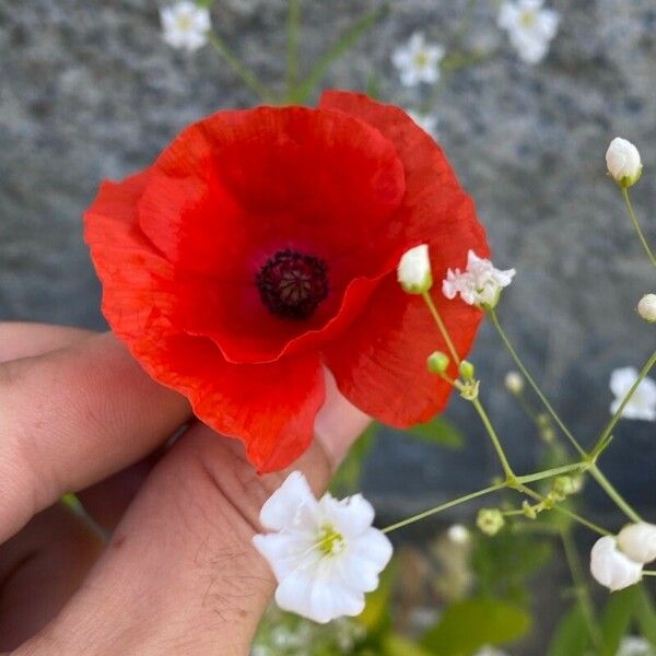 Papaver apulum 花