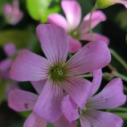 Oxalis violacea फूल