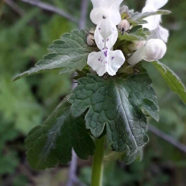 Lamium bifidum ফুল