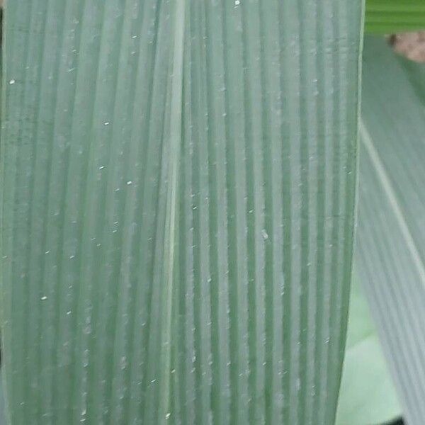 Setaria palmifolia Blatt