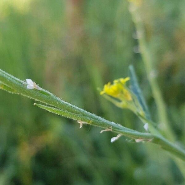 Sisymbrium officinale Frutto