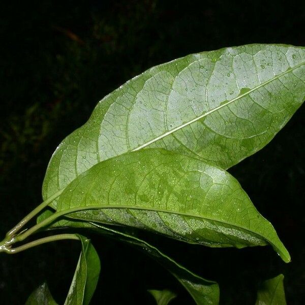 Trichostigma octandrum List