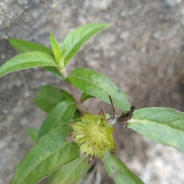 Eclipta prostrata Blüte