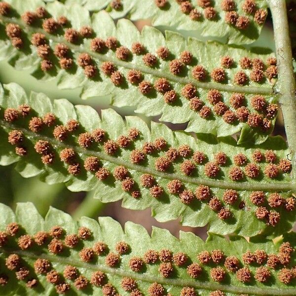 Dryopteris cycadina (Shaggy wood fern)