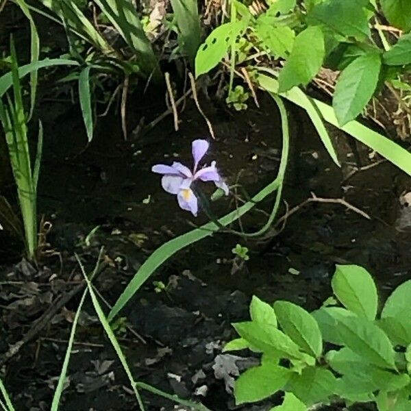 Iris virginica Flower