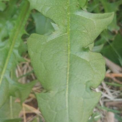 Youngia japonica Blatt