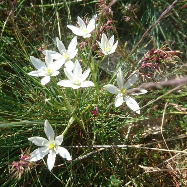 Ornithogalum orthophyllum Cvet