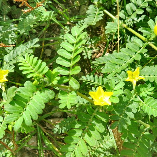 Tribulus cistoides ശീലം