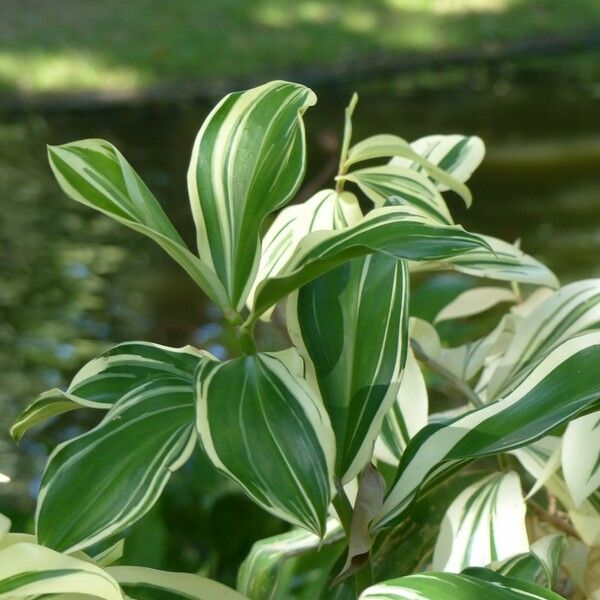 Hellenia speciosa Levél