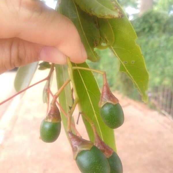 Nectandra megapotamica ഫലം