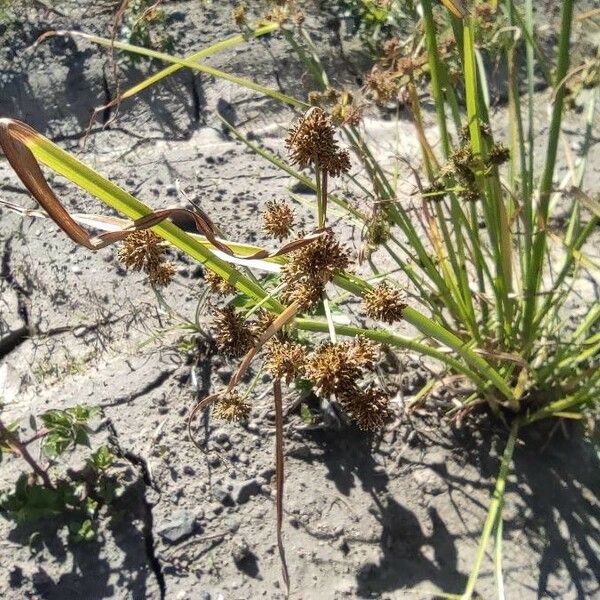 Cyperus difformis Flors