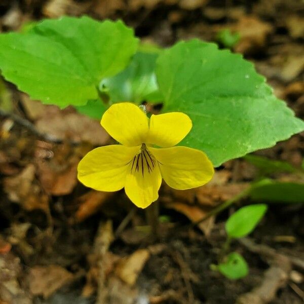 Viola pubescens Cvet