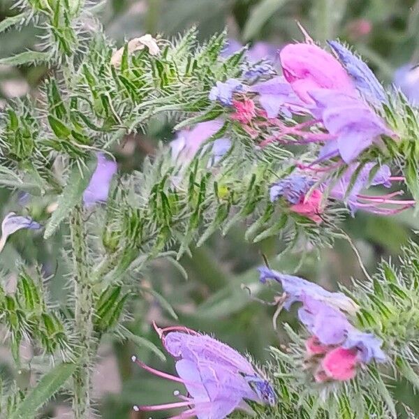 Echium vulgare Blüte