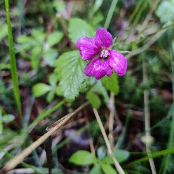 Rubus arcticus फूल