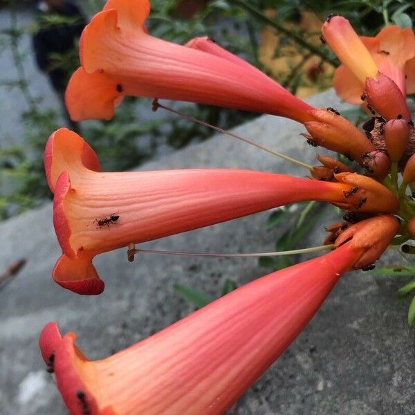 Campsis radicans Flor