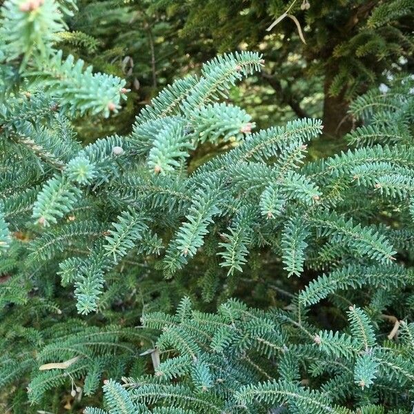 Abies pinsapo Leht