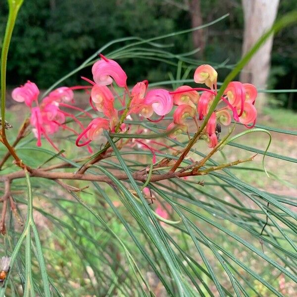 Grevillea rosmarinifolia 花