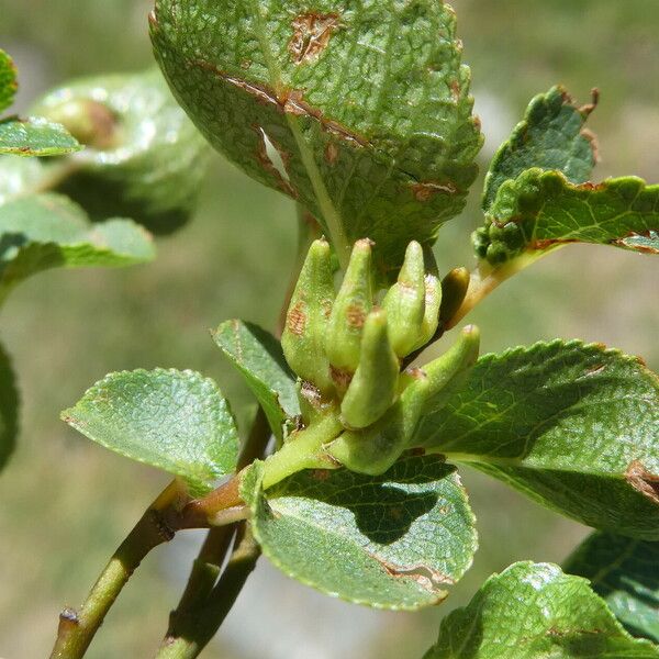 Salix herbacea Fruit