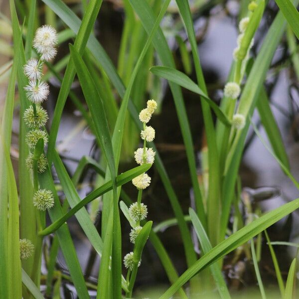 Sparganium emersum Flor