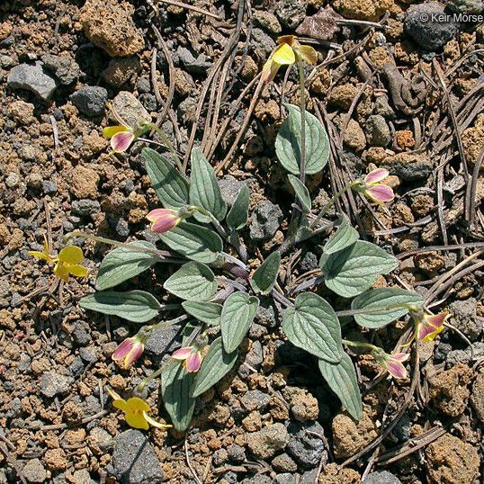 Viola purpurea Natur