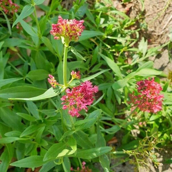 Centranthus ruber Flor