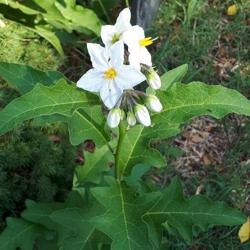 Solanum carolinense Bloem