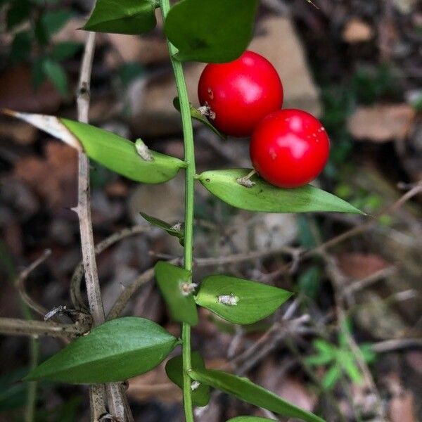 Ruscus aculeatus Frukt