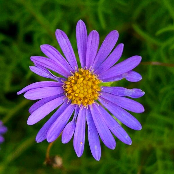 Aster amellus Flower