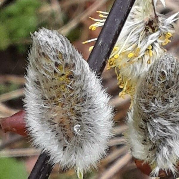 Salix caprea Blomma