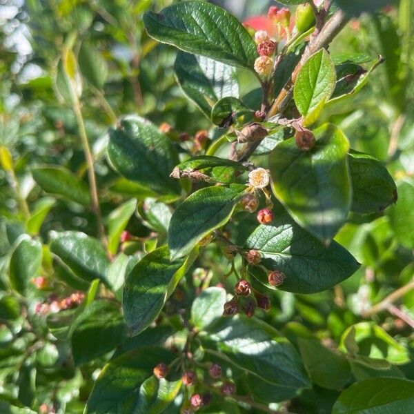 Cotoneaster acutifolius Flower