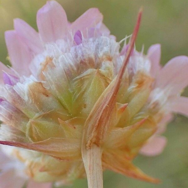 Armeria canescens Λουλούδι