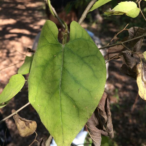 Matelea reticulata Levél