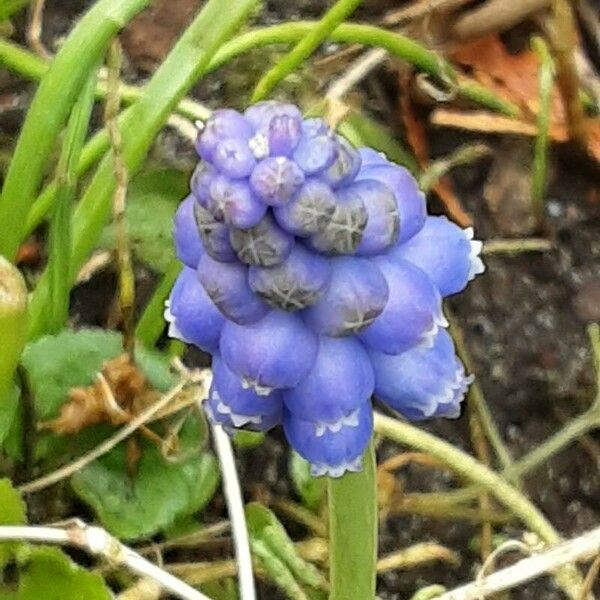 Muscari botryoides Кветка