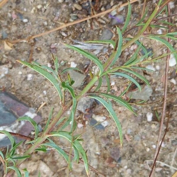 Epilobium brachycarpum Blatt