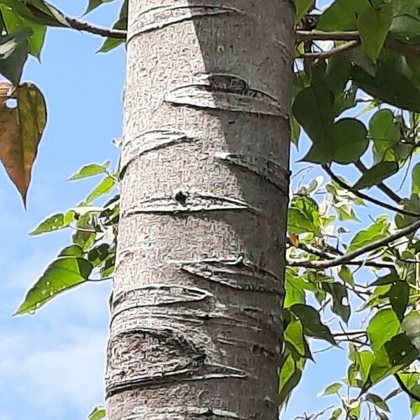 Schizolobium parahyba Bark