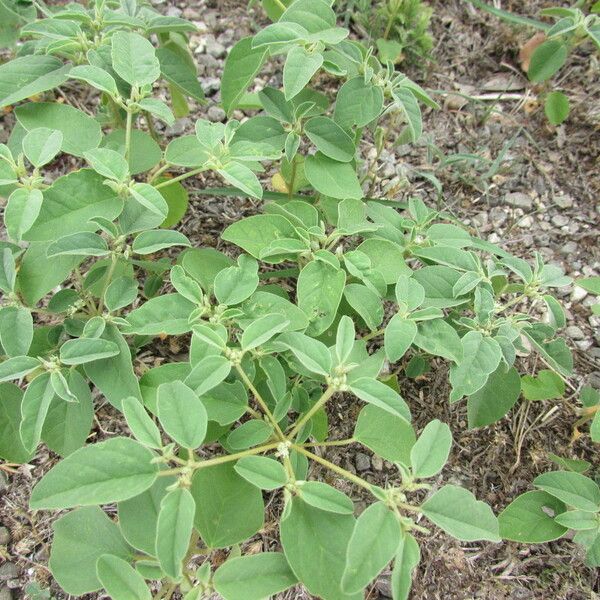 Croton monanthogynus Habitatea