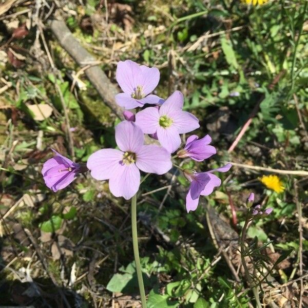 Cardamine pratensis Flower