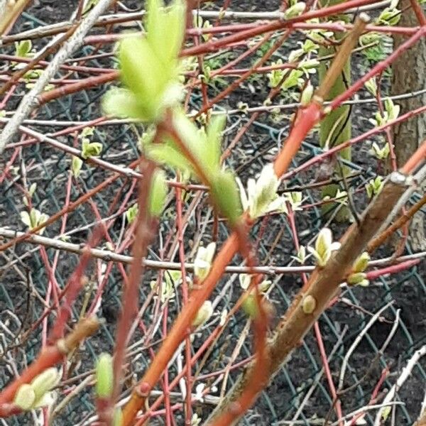 Salix purpurea Blad