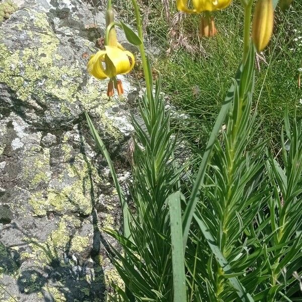 Lilium pyrenaicum Floare