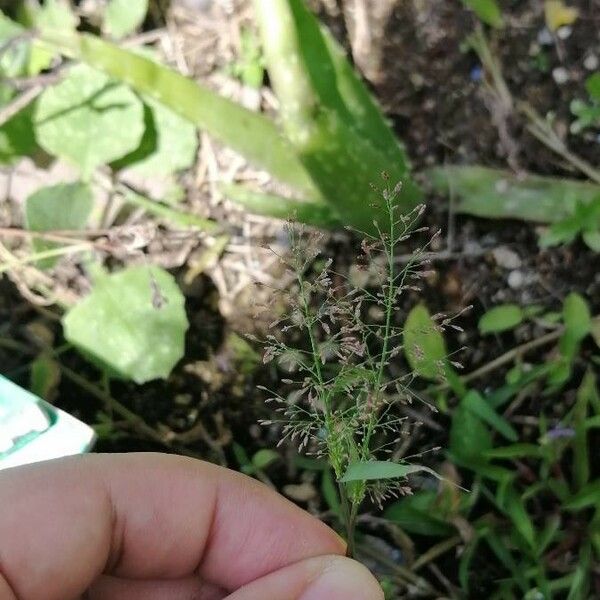 Eragrostis unioloides Blomst